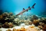 A Juvenile White Tip Reef Shark
