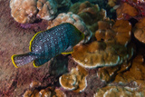 A Young Grouper Fish Swims over a Reef