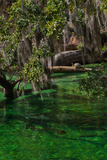 A Mother and Calf Manatee Enter a Protected Area