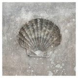 Nautilus II