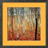 Forest of Beech Trees  c1903