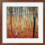 Forest of Beech Trees  c1903