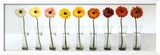 Gerbera Spectrum