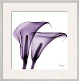 Violet Calla Twins II