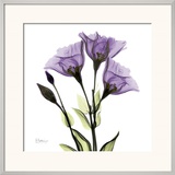 Gentian in Purple