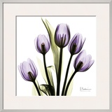 Tulip in Purple