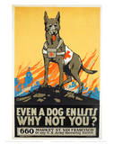 Dog Enlists