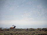 Large Bull Elk Bugling During the Rut in Grand Teton National Park