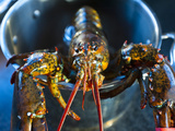 Live Lobster Climbing Out of Lobster Pot before Being Cooked