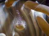 Anemone Shrimp on an Anemone  Sulawesi