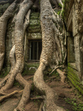 The Ta Prohm Temple Located at Angkor in Cambodia