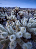 Teddy Bear Cactus or Jumping Cholla in Joshua Tree National Park  California