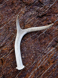Detail of an Antler on a Rock Found on the Mountain Side of Davis Mountain Preserve  Texas