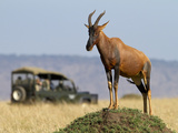 A Topi Stands Tall on a Termite Mound in the Masai Mara as Tourists Look On