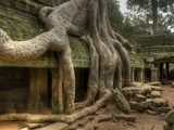 The Ta Prohm Temple Located at Angkor in Cambodia