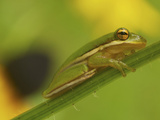 American Tree Frog in a Garden in Fuquay Varina  North Carolina