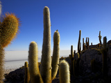 Cacti on Isla De Los Pescadores  Salar De Uyuni Southwest Highlands Bolivia South America