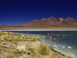Flamingos on Laguna Canapa  South Lipez  Southwest Highlands  Bolivia  South America