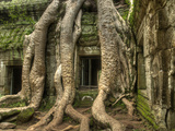The Ta Prohm Temple Located at Angkor in Cambodia