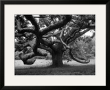 Giant Oak Tree on Martha's Vineyard
