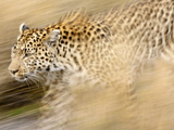 A Female Leopard Stalking Her Prey in Blurred Motion