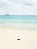 A Marine Iguana Strolls Along the White Sand Beach on Isla Santa Cruz in the Galapagos Islands