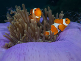 Magnificent Anemone with Clown Anemonefish and Commensal ShrimpsShot in Indonesia