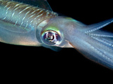 Detail of a Reef Squid