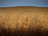Wheat Fields Forever