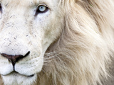 Full Frame Close Up Portrait of a Male White Lion with Blue Eyes  South Africa