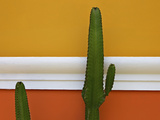 Cacti Against Yellow and Orange Painted Wall