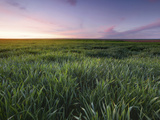 The Grasslands