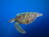 Chelonia Mydas