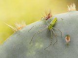 A Green Lynx Spider (Peucitia Sp) on a Cactus at Brackenridge Field Laboratory in Austin  Texas