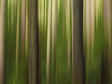 Screams of the Forest - Trees