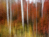 Fire in the Forest