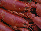 Maine Cooked Lobsters