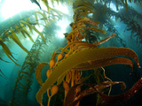 Chanthe View Underwater Off Anacapa Island of a Kelp Forest
