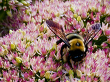 Bee on Flower Collecting Pollen  Ct
