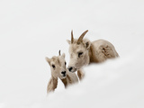 Bighorn Sheep Mother and Ewe
