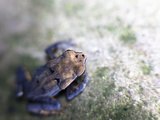 A Tiny Frog Shot with a Close Up Macro Lens