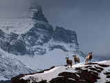 Three Rams