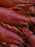 Cooked Maine Lobster