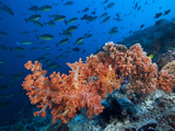 Sloping Reef and Sleek UnicornfishesShot in Indonesia