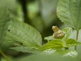 Spring Peeper  Hyla Crucifer
