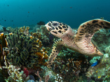 Hawksbill Turtle Foraging on Sponges and Soft CoralsShot in Indonesia