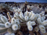 Teddy Bear Cactus or Jumping Cholla in Joshua Tree National Park  California