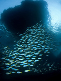 Fusiliers Swim under a Rock Island Overhang in Raja Ampat