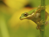 American Tree Frog in a Garden in Fuquay Varina  North Carolina