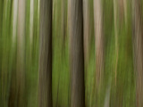 Screams of the Forest